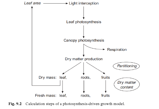 Fig. 9.2   Calculation steps of a photosynthesis-driven growth model. 